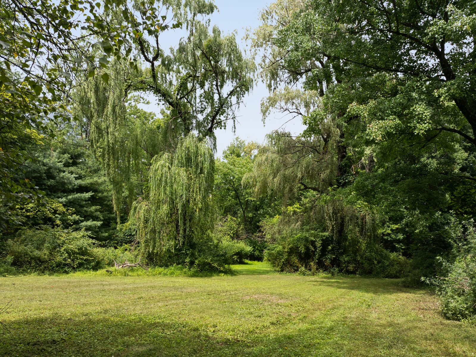 Mowed grass falling away toward the willow