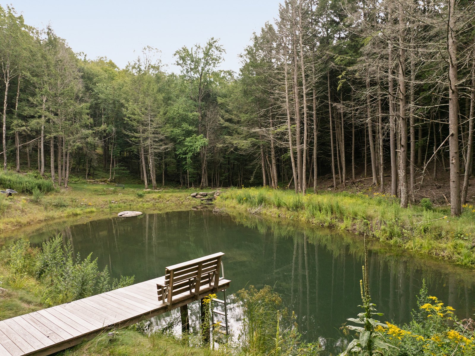 A wooden dock on a still pond ringed by tall pines.