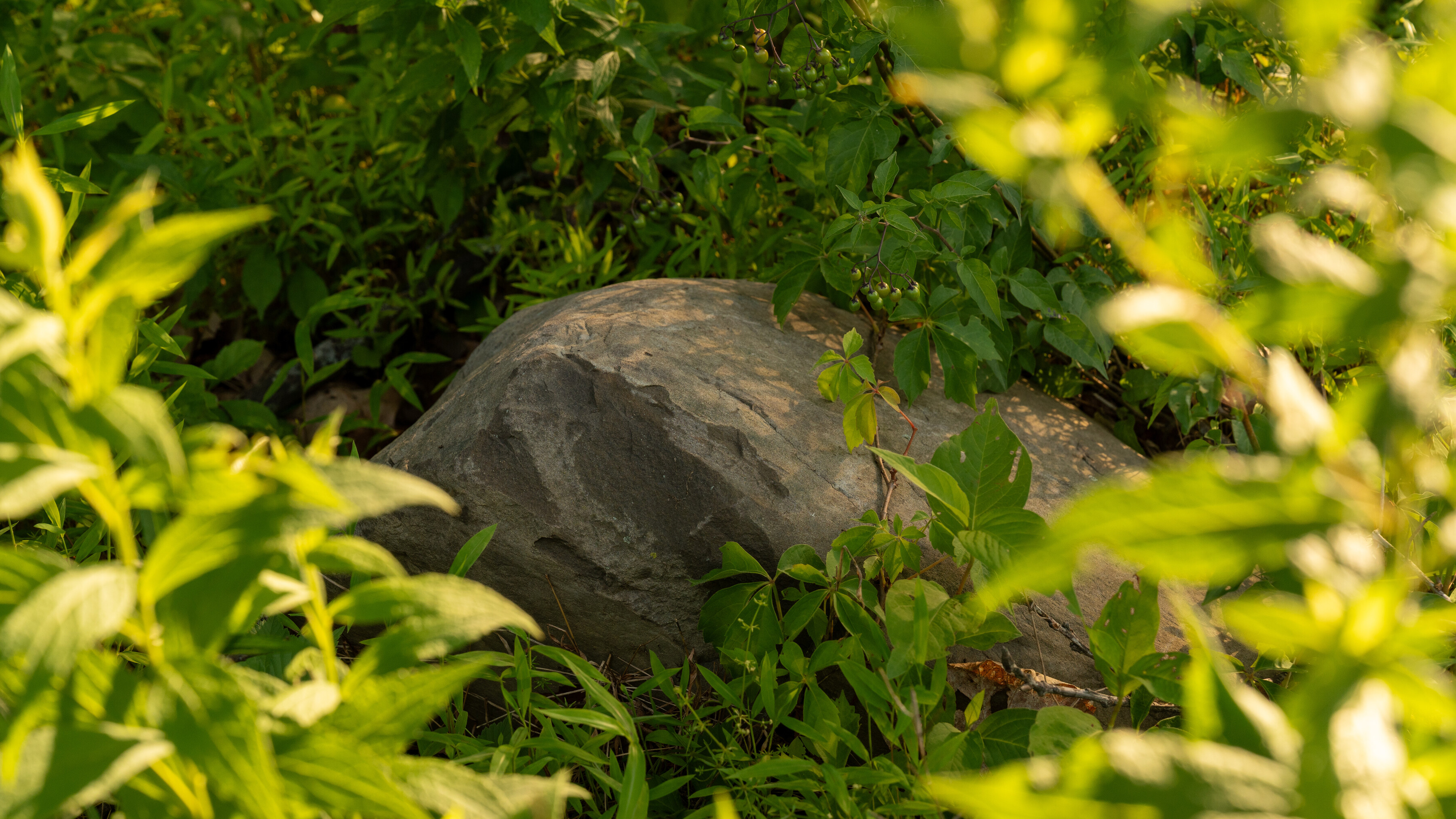 HighFell — site photograph