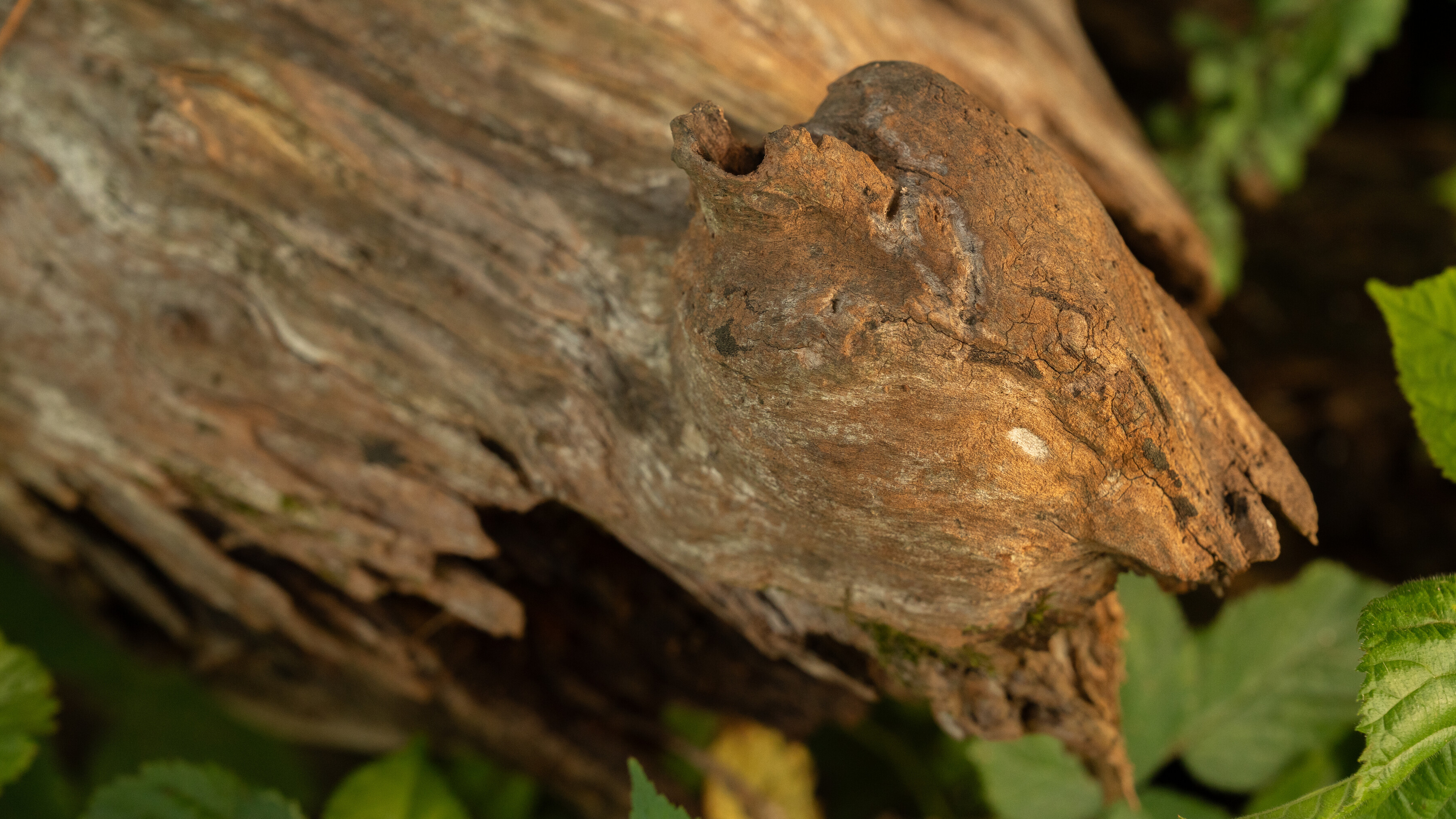 HighFell — site photograph
